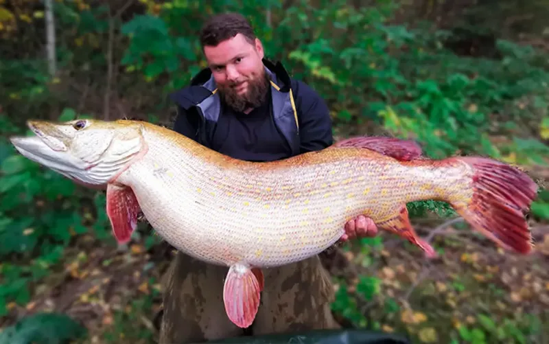 Världens största gädda som någonsin fångats