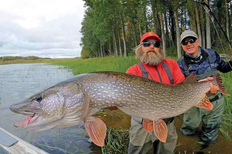 Visste du detta om rekordgäddor?
