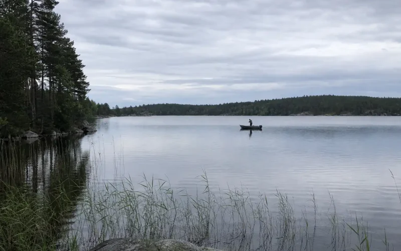 Ensam fiskare i eka på lugn sjö tidigt på morgonen, tema Carolina Rig-fiske efter abborre för större fångster